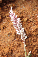 Hermbstaedtia odorata