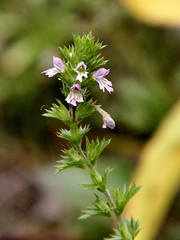 Euphrasia maximowiczii