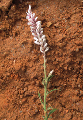 Hermbstaedtia odorata