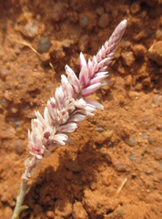 Hermbstaedtia odorata
