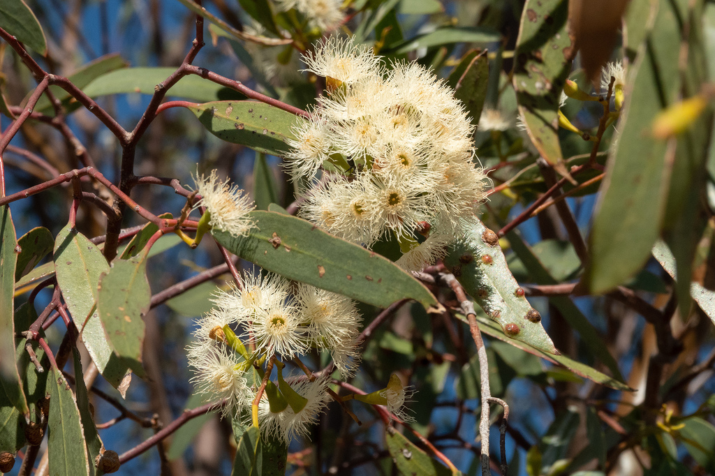 Eucalyptus ochrophloia from Bulloo Downs QLD 4492, Australia on August ...