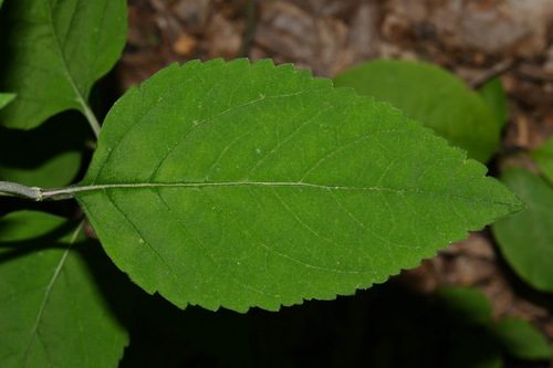 Image of Scutellaria pseudoserrata by (c) Brian Finzel, some rights reserved (CC BY-SA)