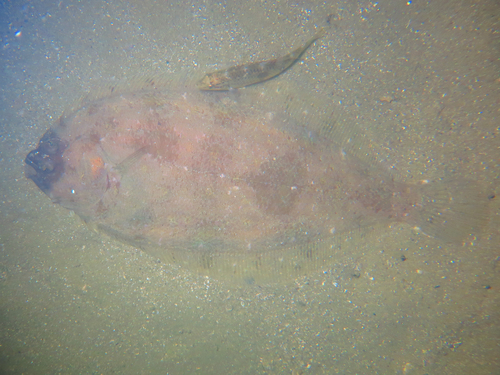 Nieuw-Zeelandse schurftvis (Arnoglossus scapha) — Bothidae — 5