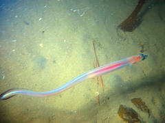 Gnathophis