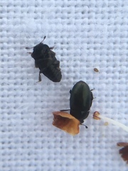 Brassicogethes aeneus