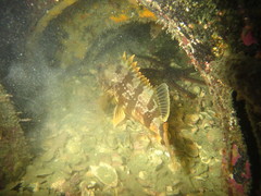 Helicolenus percoides