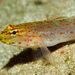 Gobiidae - Photo (c) João Pedro Silva,  זכויות יוצרים חלקיות (CC BY-NC)