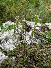 Euphrasia maximowiczii
