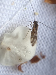 Graphopsocus