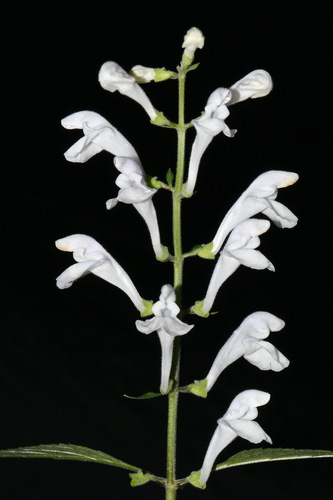 Image of Scutellaria pseudoserrata by (c) Brian Finzel, some rights reserved (CC BY-SA)