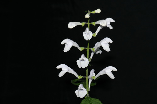 Image of Scutellaria pseudoserrata by (c) Brian Finzel, some rights reserved (CC BY-SA)