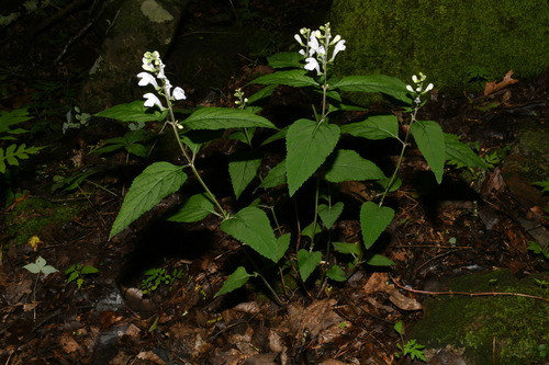 Image of Scutellaria pseudoserrata by (c) Brian Finzel, some rights reserved (CC BY-SA)