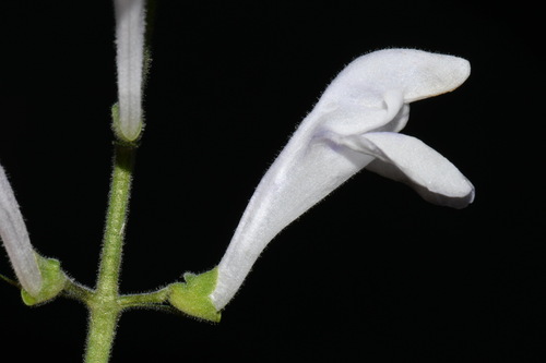 Image of Scutellaria pseudoserrata by (c) Brian Finzel, some rights reserved (CC BY-SA)