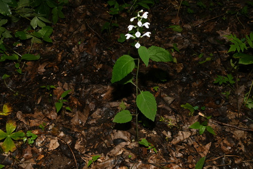 Image of Scutellaria pseudoserrata by (c) Brian Finzel, some rights reserved (CC BY-SA)