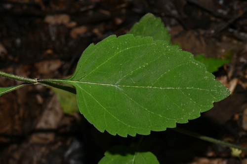 Image of Scutellaria pseudoserrata by (c) Brian Finzel, some rights reserved (CC BY-SA)