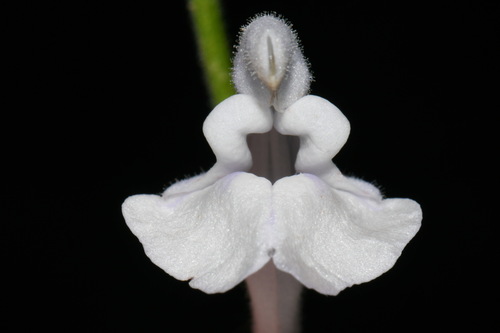 Image of Scutellaria pseudoserrata by (c) Brian Finzel, some rights reserved (CC BY-SA)