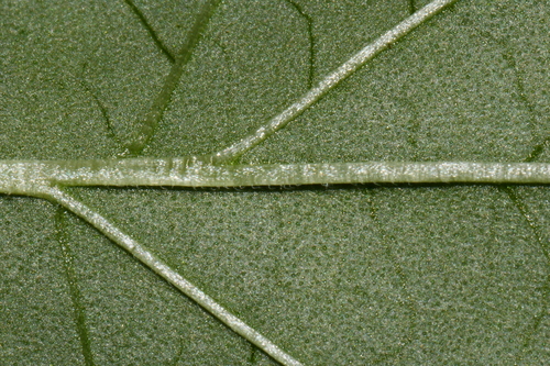 Image of Scutellaria pseudoserrata by (c) Brian Finzel, some rights reserved (CC BY-SA)