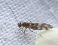 Graphopsocus