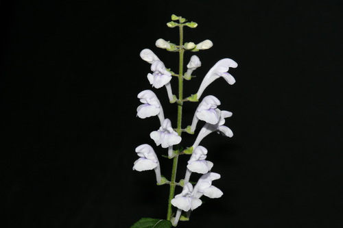 Image of Scutellaria pseudoserrata by (c) Brian Finzel, some rights reserved (CC BY-SA)