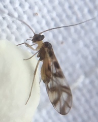 Graphopsocus