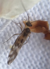 Graphopsocus