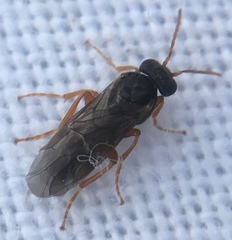 Hoplocampa