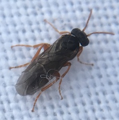 Hoplocampa