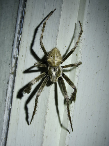 Broun's marbled orb-weaver