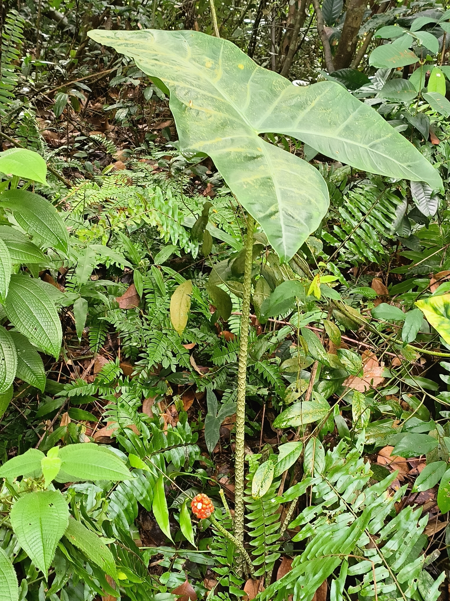 Alocasia longiloba