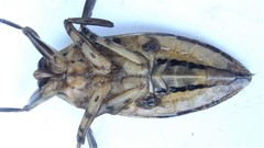 Hydrocyrius columbiae