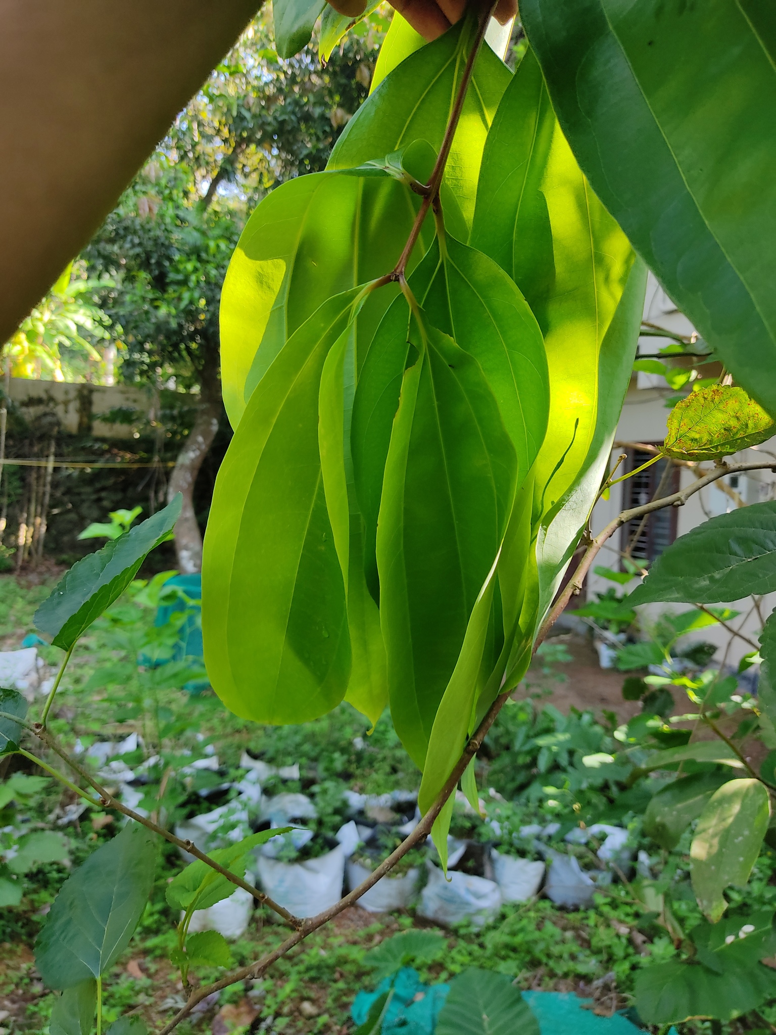 Indian-Bark (Cinnamomum tamala)