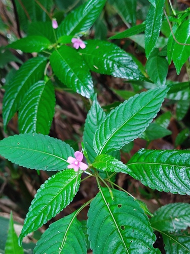Impatiens dasysperma (Impatiens dasysperma)