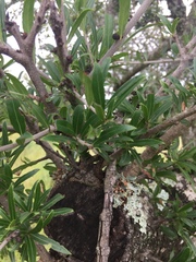 Elaeodendron transvaalense