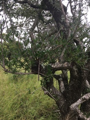 Elaeodendron transvaalense