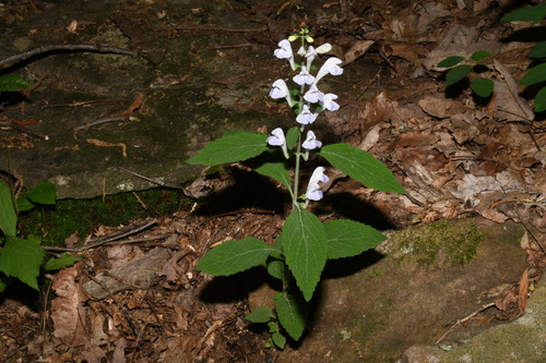 Image of Scutellaria montana by (c) Brian Finzel, some rights reserved (CC BY-SA)