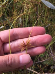 Cyperus amabilis