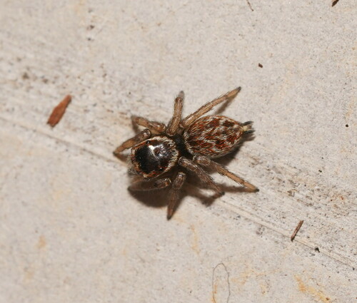 White Banded House Jumper, photo 3 of 10