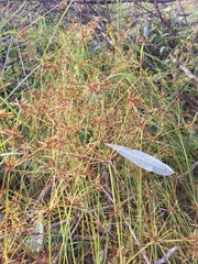 Cyperus amabilis