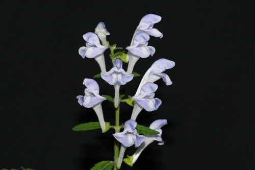 Image of Scutellaria montana by (c) Brian Finzel, some rights reserved (CC BY-SA)
