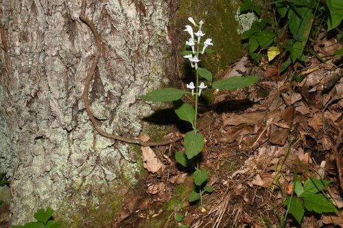 Image of Scutellaria montana by (c) Brian Finzel, some rights reserved (CC BY-SA)