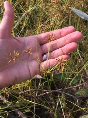 Cyperus amabilis