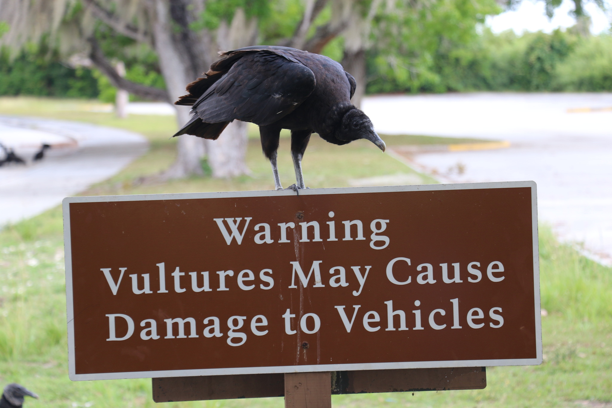 American Black Vulture illustration