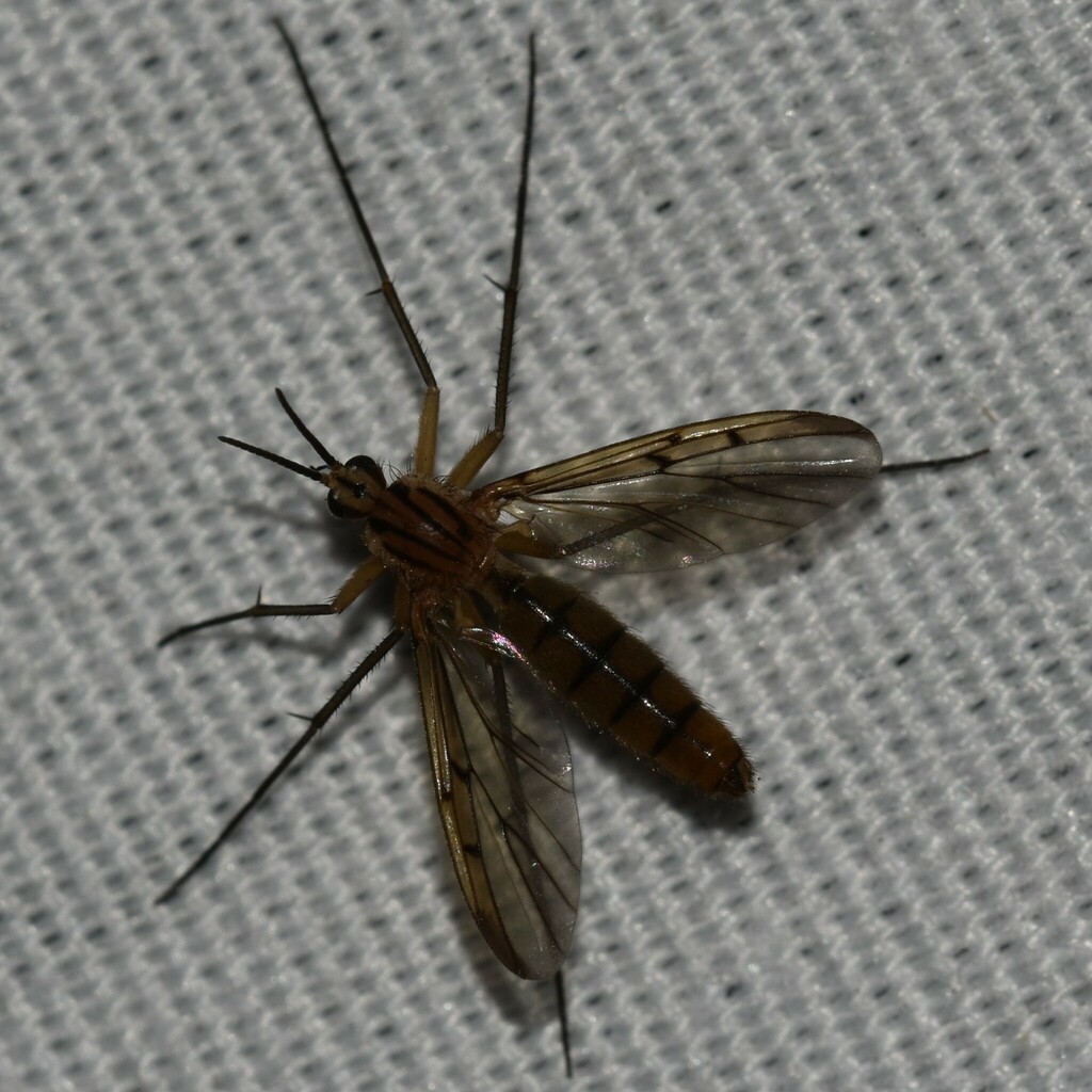 Neoempheria carinata