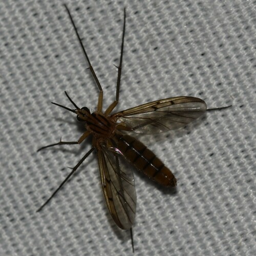Neoempheria carinata