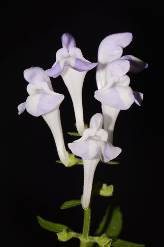 Image of Scutellaria montana by (c) Brian Finzel, some rights reserved (CC BY-SA)