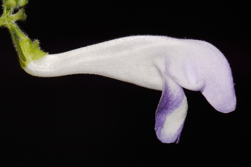Image of Scutellaria montana by (c) Brian Finzel, some rights reserved (CC BY-SA)