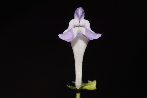 Image of Scutellaria montana by (c) Brian Finzel, some rights reserved (CC BY-SA)