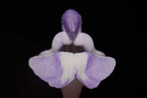 Image of Scutellaria montana by (c) Brian Finzel, some rights reserved (CC BY-SA)