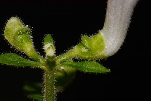 Image of Scutellaria montana by (c) Brian Finzel, some rights reserved (CC BY-SA)