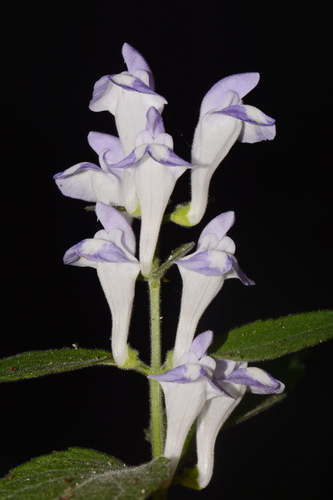 Scutellaria montana, photograph 3